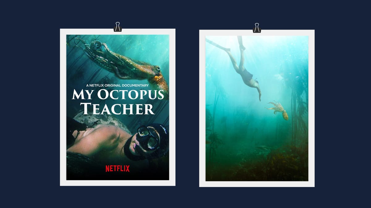 My Octopus Teacher, a Netflix documentary with exclusive access and compelling storytelling