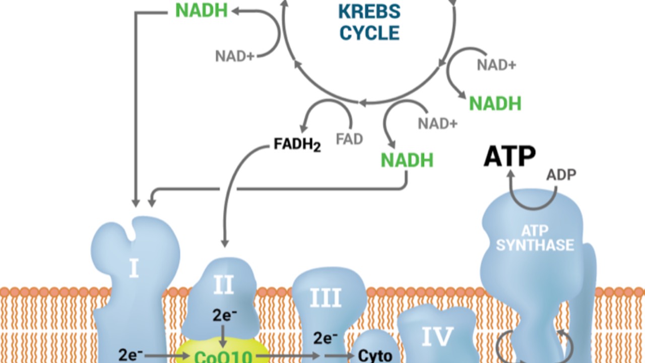 Session 8: Mitochondrial Health and Energy course illustration