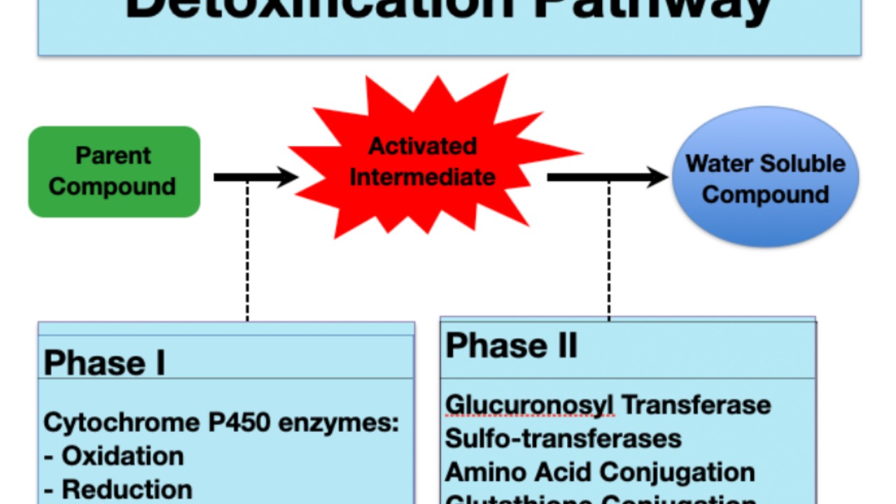 Session 6: Simplify Detoxification course illustration