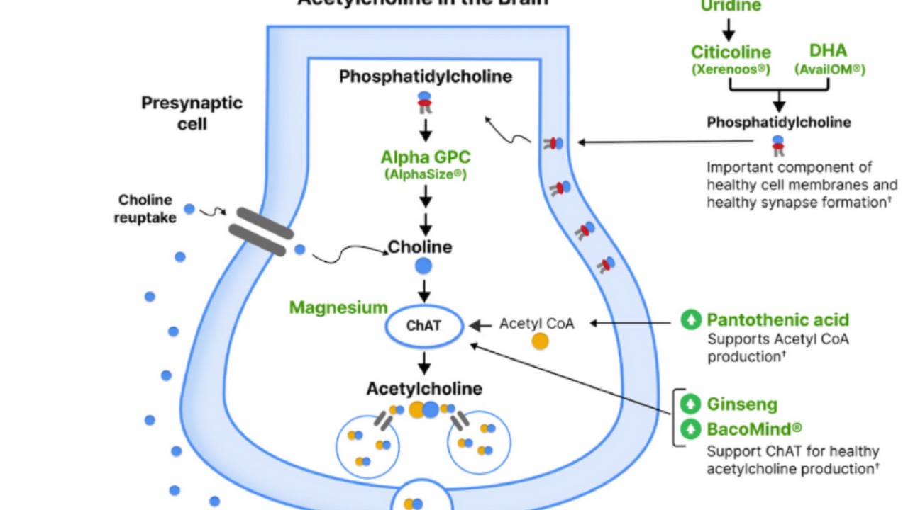 Session 7: Mood and Neurotransmitters course illustration