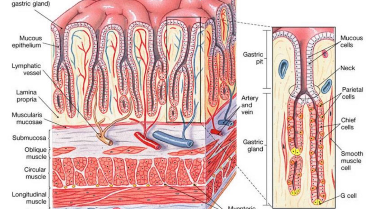 Session 2: Master Digestion Protocols course illustration