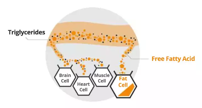 Circular flow diagram illustrating the conversion of triglycerides to free fatty acids with cells labeled: Brain Cell, Heart Cell, Muscle Cell, and highlighted Fat Cell.