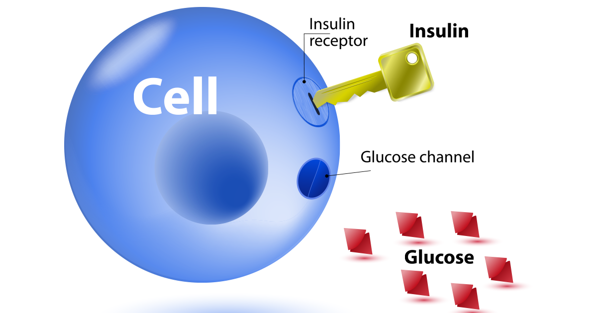 image show how glucose is carried by the bloodstream to individual cells, and insulin signals the cells to absorb the glucose that fuels our body. But when there is too much glucose in the body, cells become desensitized and the body continues to release more insulin, seeking to lower the blood sugar levels.