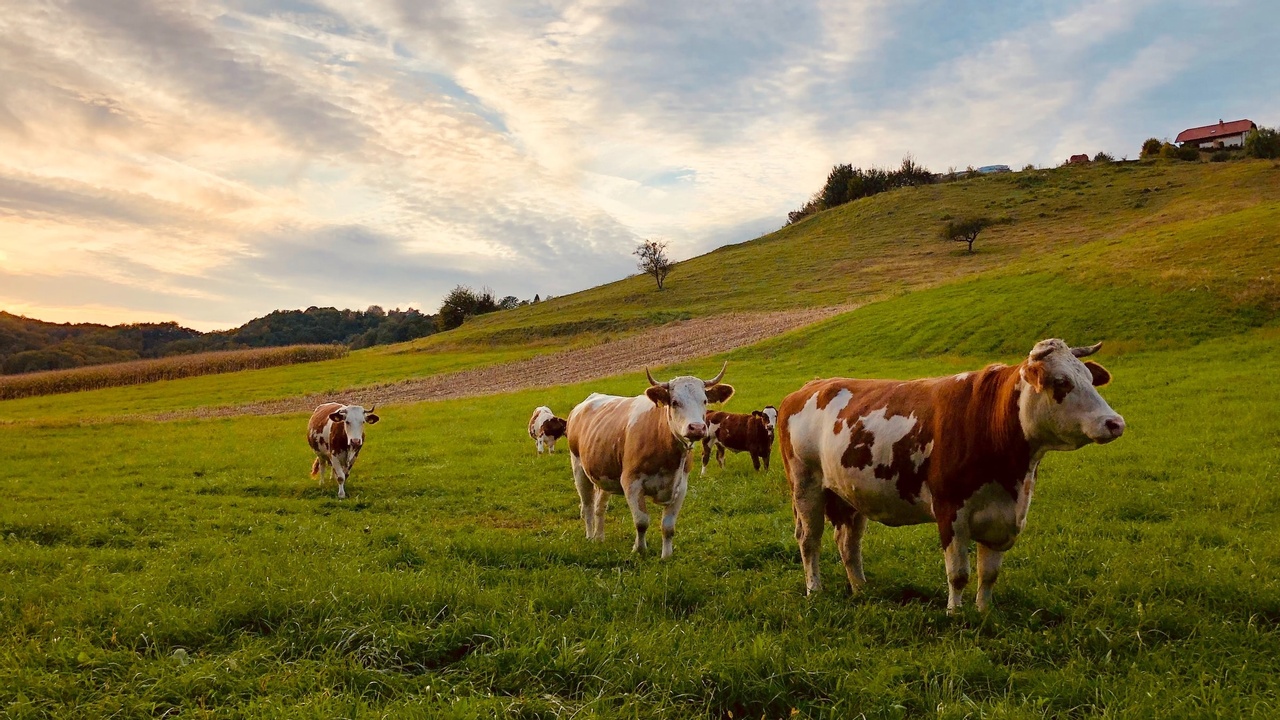 Aleph Farms gets $105 million investment to bring lab-grown steaks