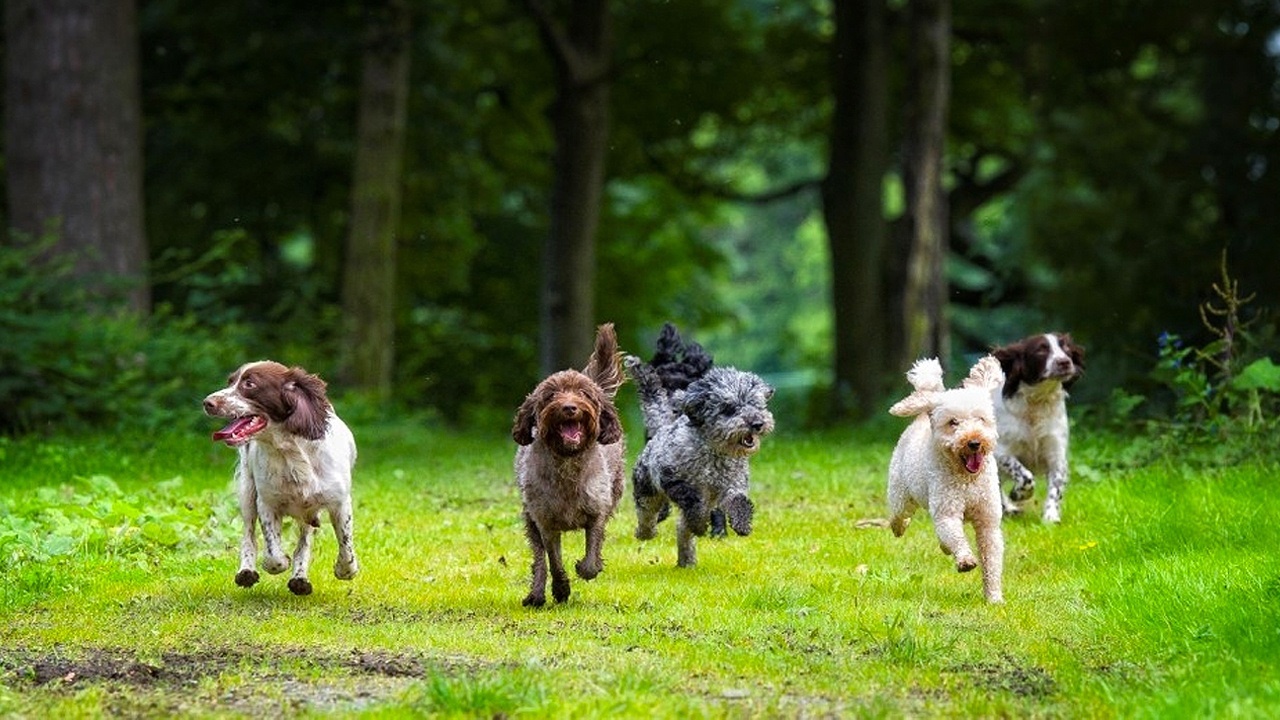 Why your dog doesn’t always come when called