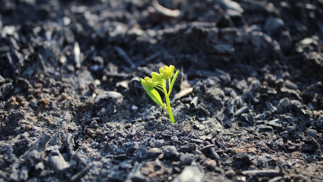 green leafy plant growing in the dessert