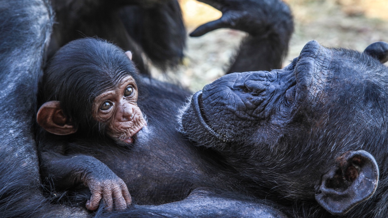 Heart-Melting Animal Stories of Mothers and Their Young