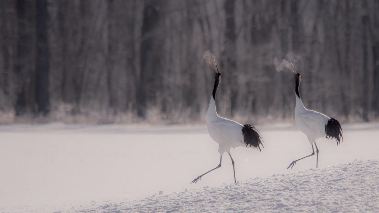 Sing like birds sing