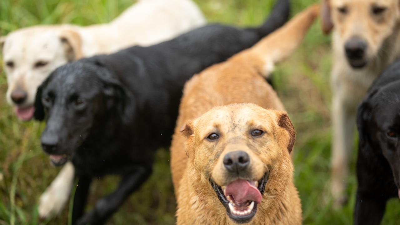 What Happens When A Dog Overheats