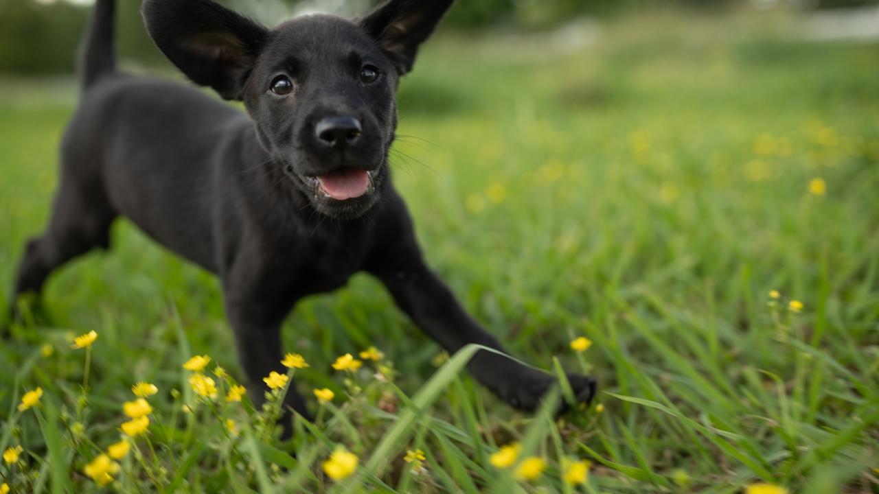 Housebreaking Your New Puppy: Proven Tips for Success