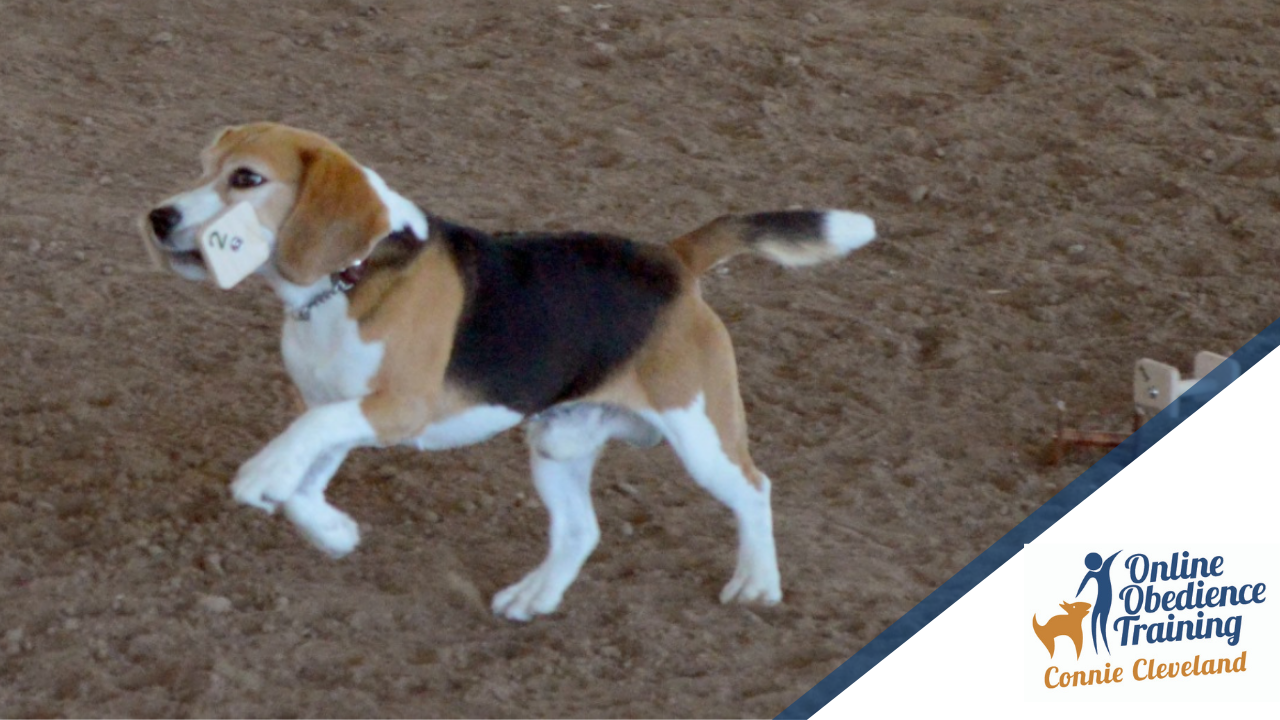 Competition Obedience dog completes scent article exercise