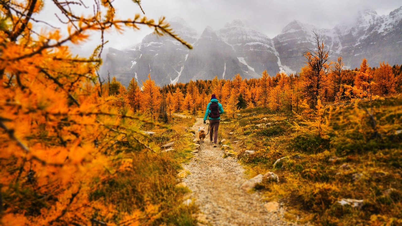 person walking on a colorful autumn path with dog