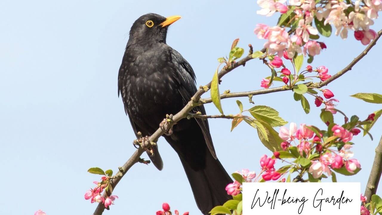 Birds' song is part of well-being garden.