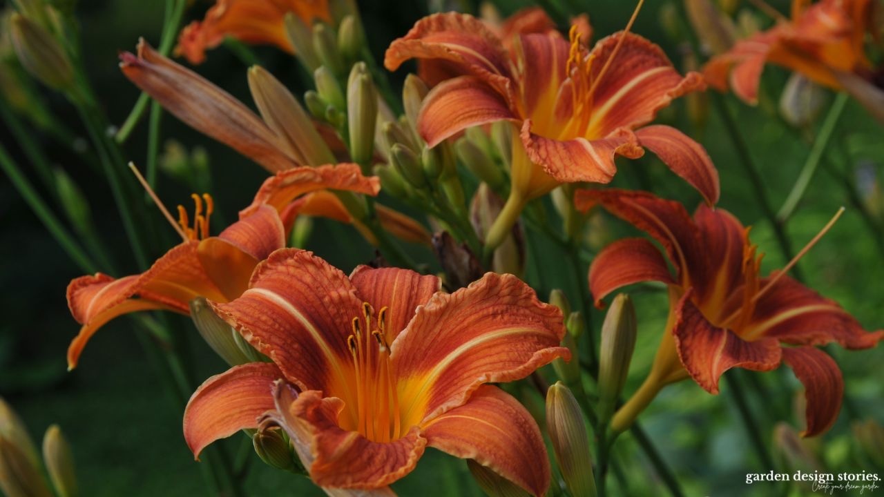 Daylilies low maintenance plants for your garden