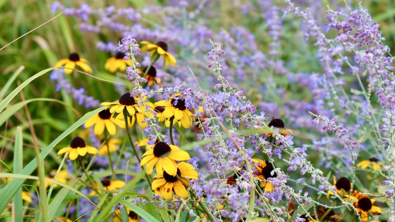 The natural planting style brings nature back to where it used to belong.