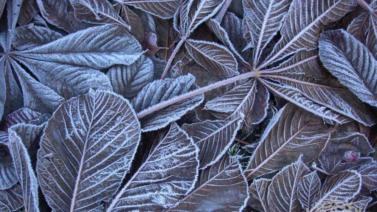 Frosty Aesculus leaves in the garden in winter.