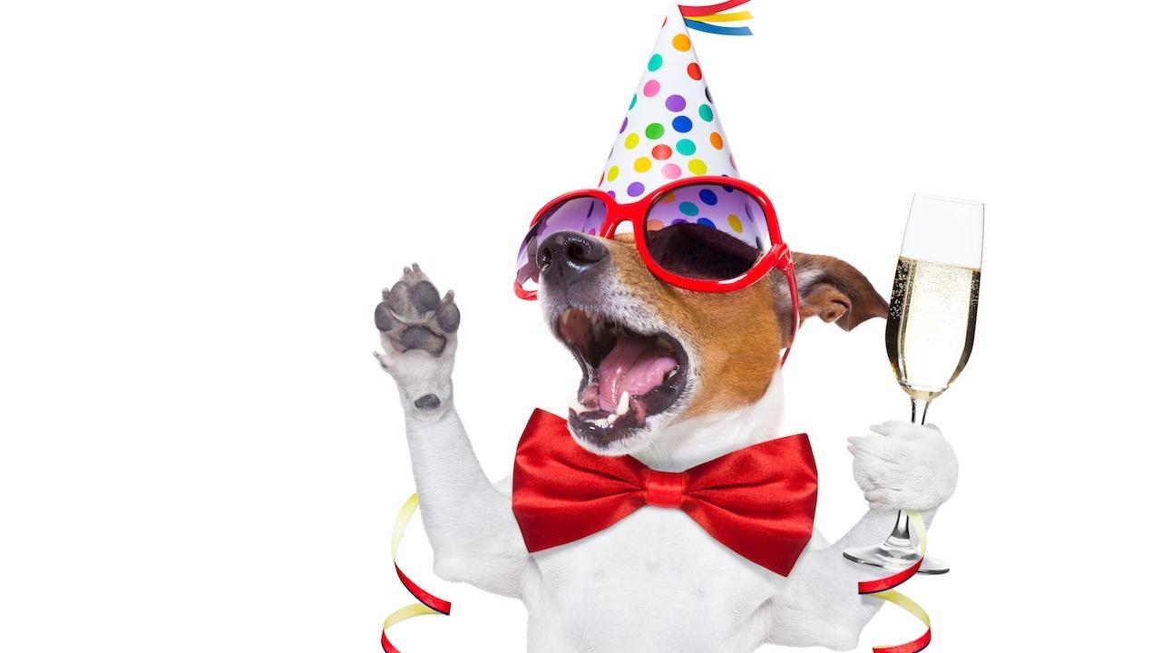 dog celebrating his goal achievement by wearing a party hat, bow tie, and sunglasses and holding a drink 