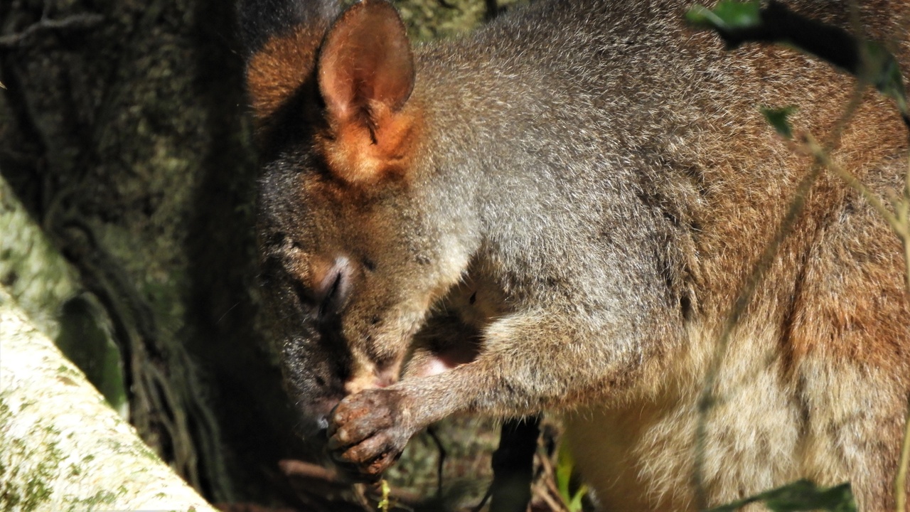 Pademelon Da Tasmania Pademelon De Tasmania (Thylogale Billardierii)