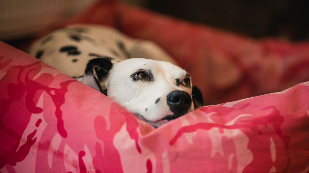 Dog in dog bed