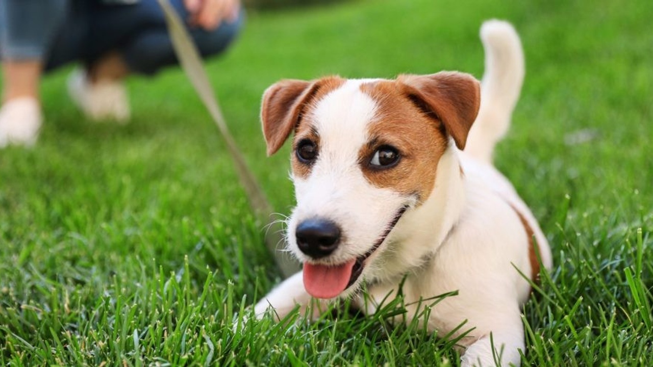 Happy pup laying down