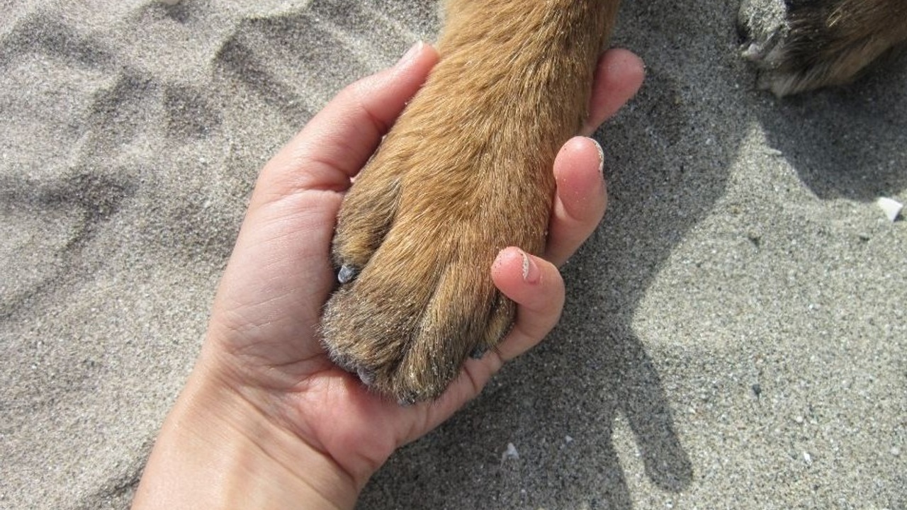 Holding Dog Paw