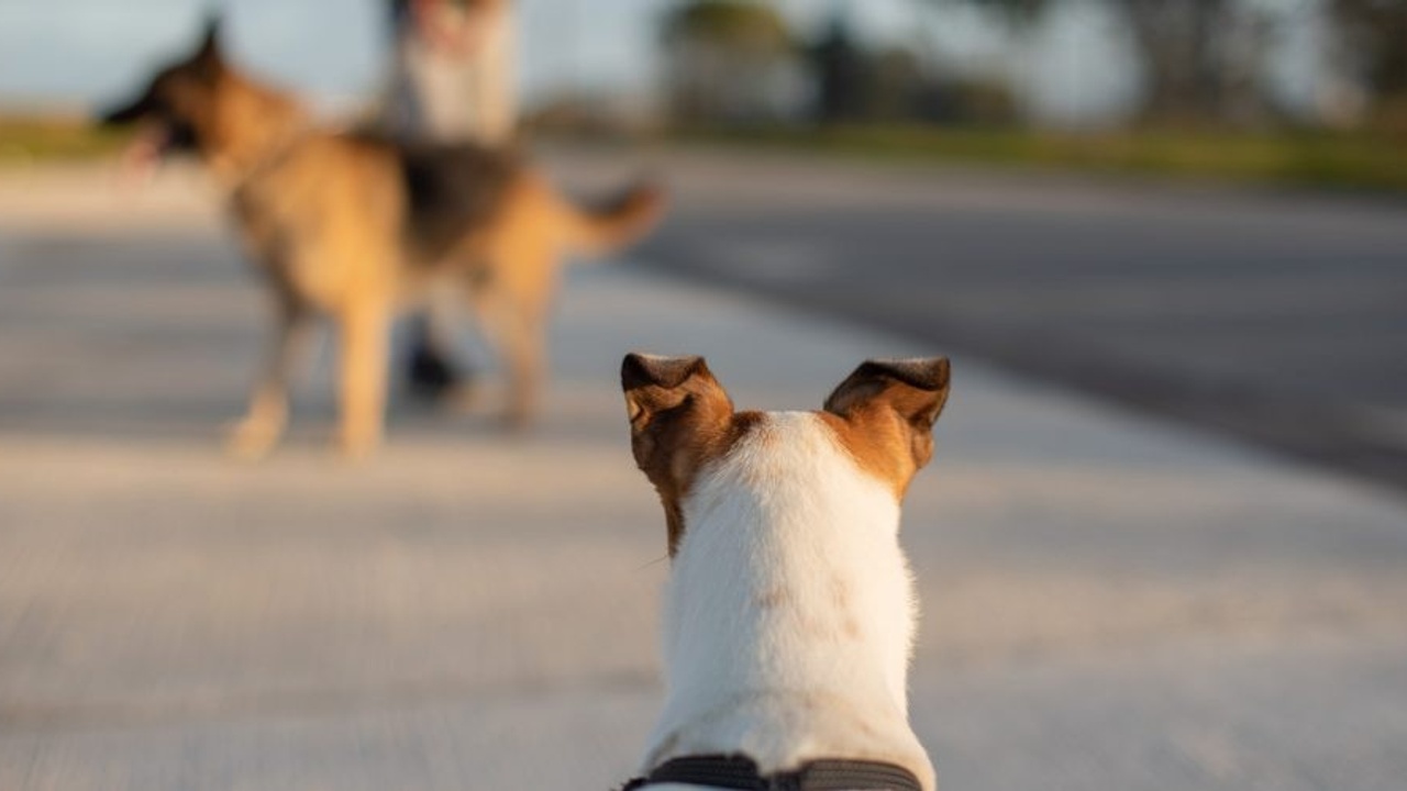 Dog staring at other dog on leash