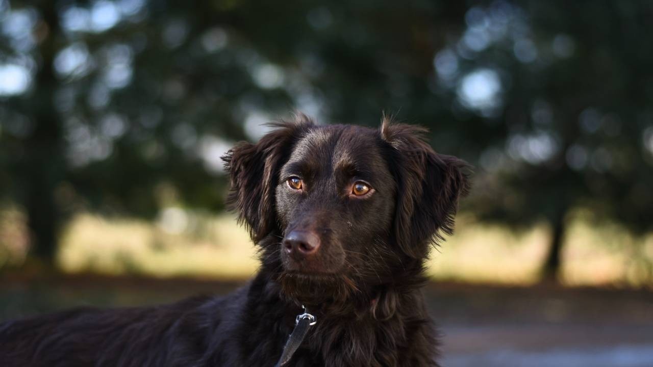 Black dog outside