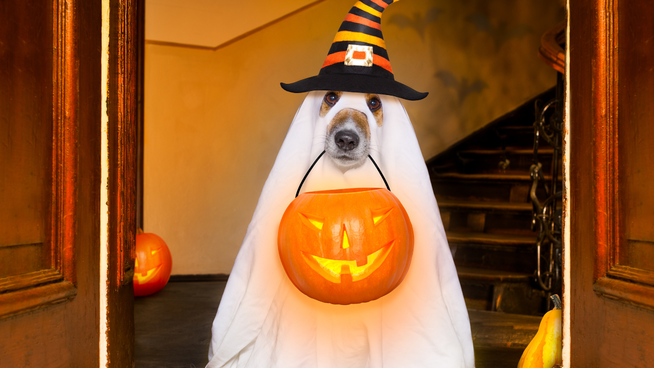 halloween fun for dogs