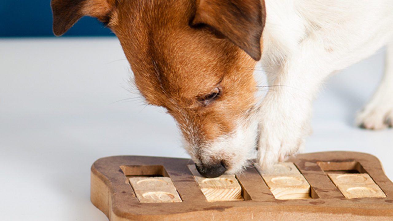 Teach your dog to use a puzzle feeder! 