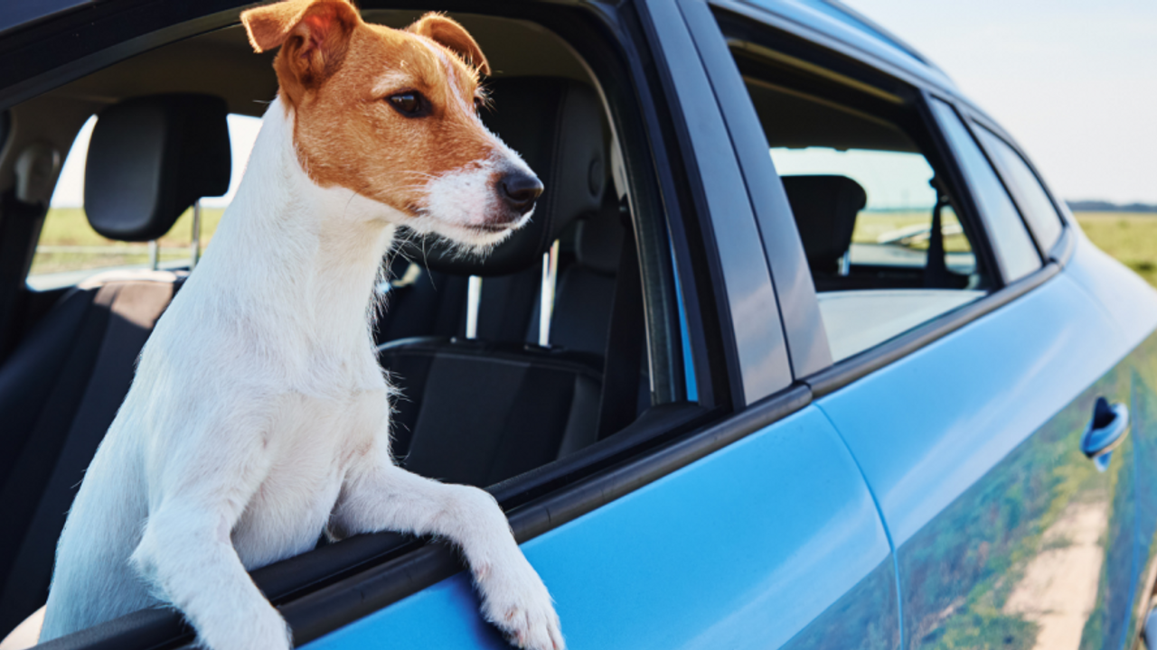 Dog Looking out Car Window