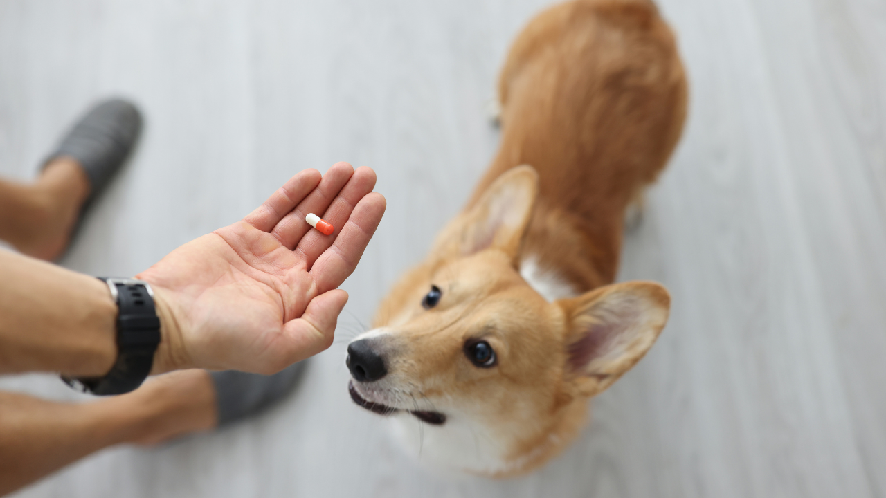 Dog getting a pill