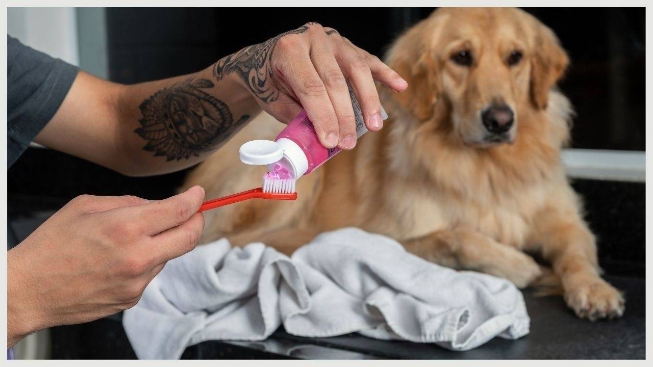 can you give your dog toothpaste