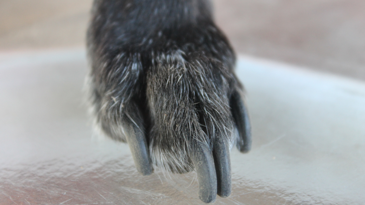 How To Cut Your Dog's Nails | vet-n-pet DIRECT Help Centre