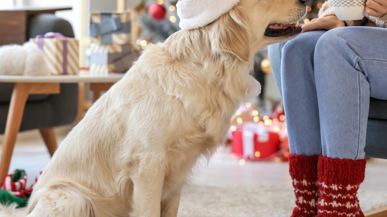 Dog with woman sitting tree holiday