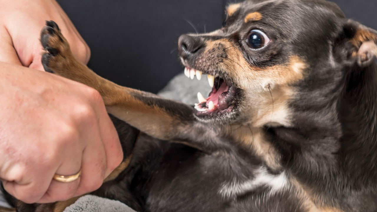 Dog growling store at family members