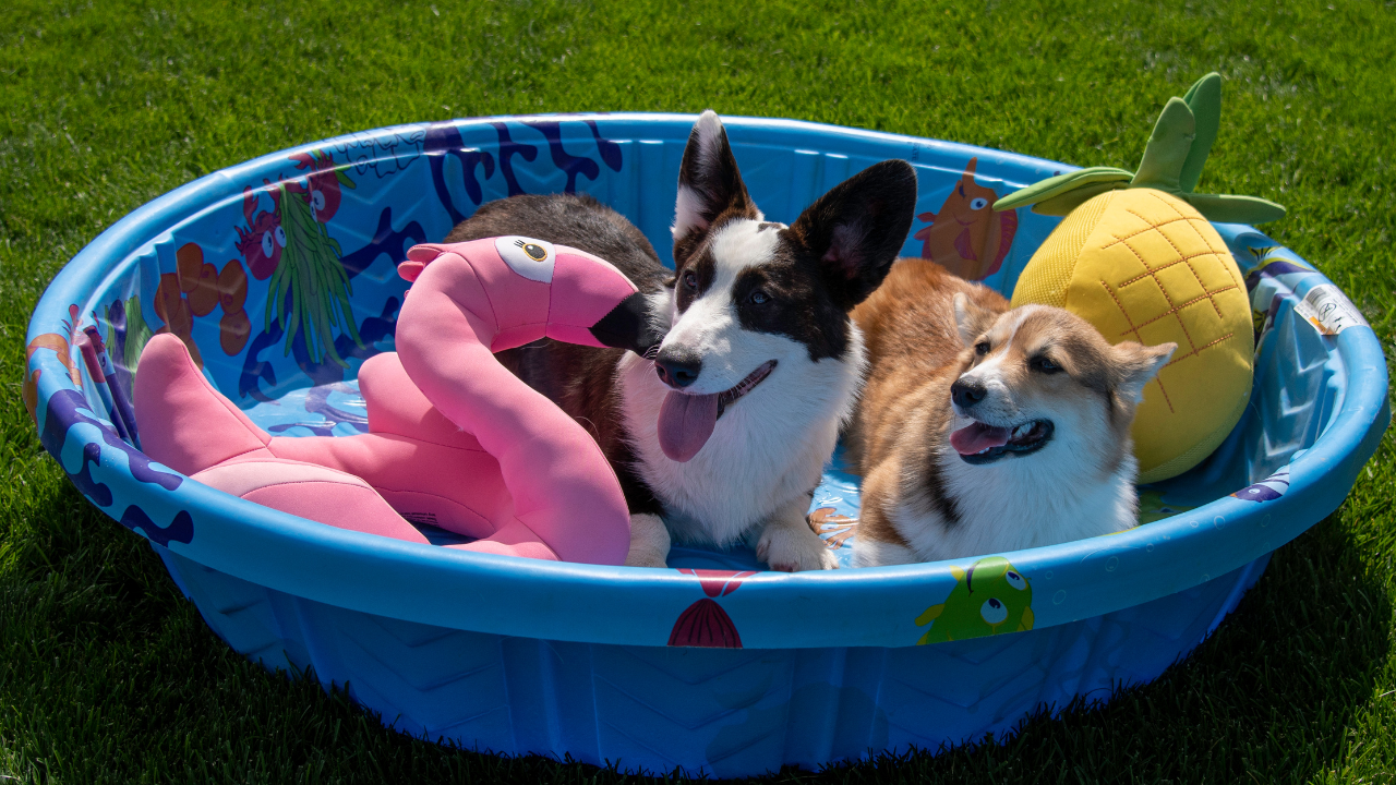 Dogs in a pool