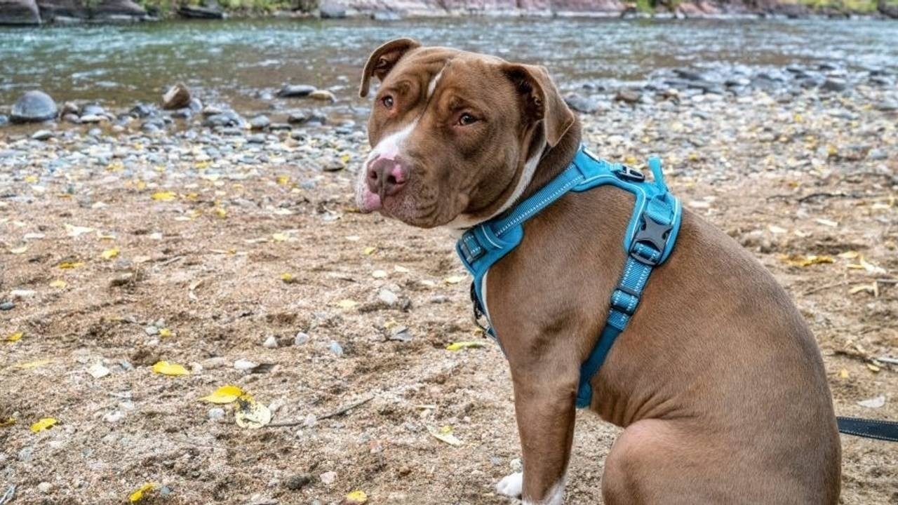 Nervous Pittie in Harness