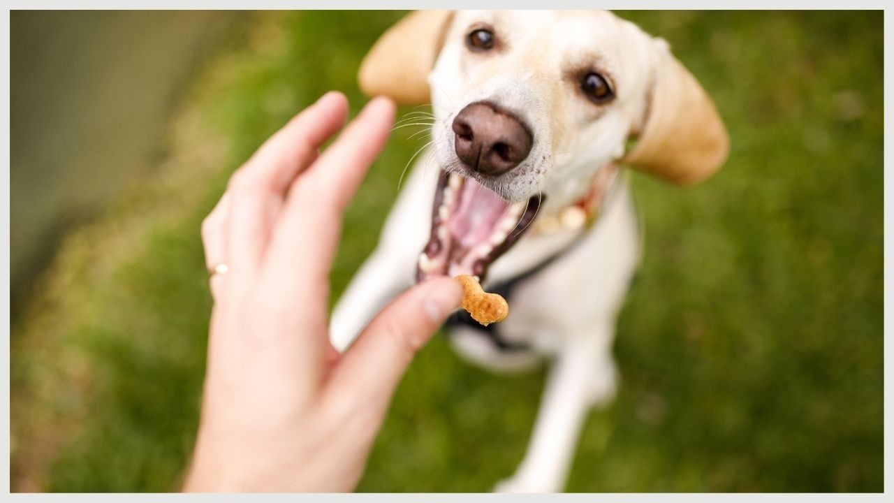 Dog eating treat reinforcer