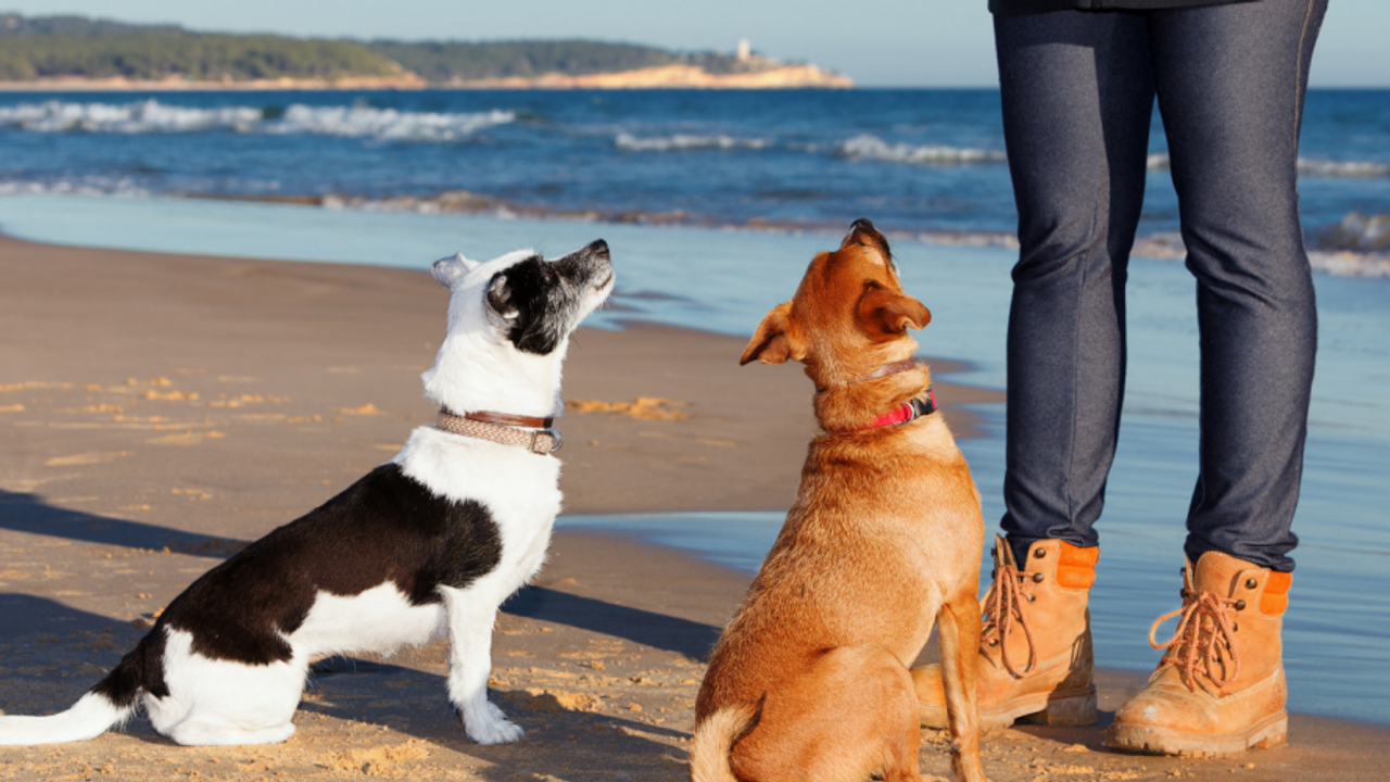 how do you walk two dogs together