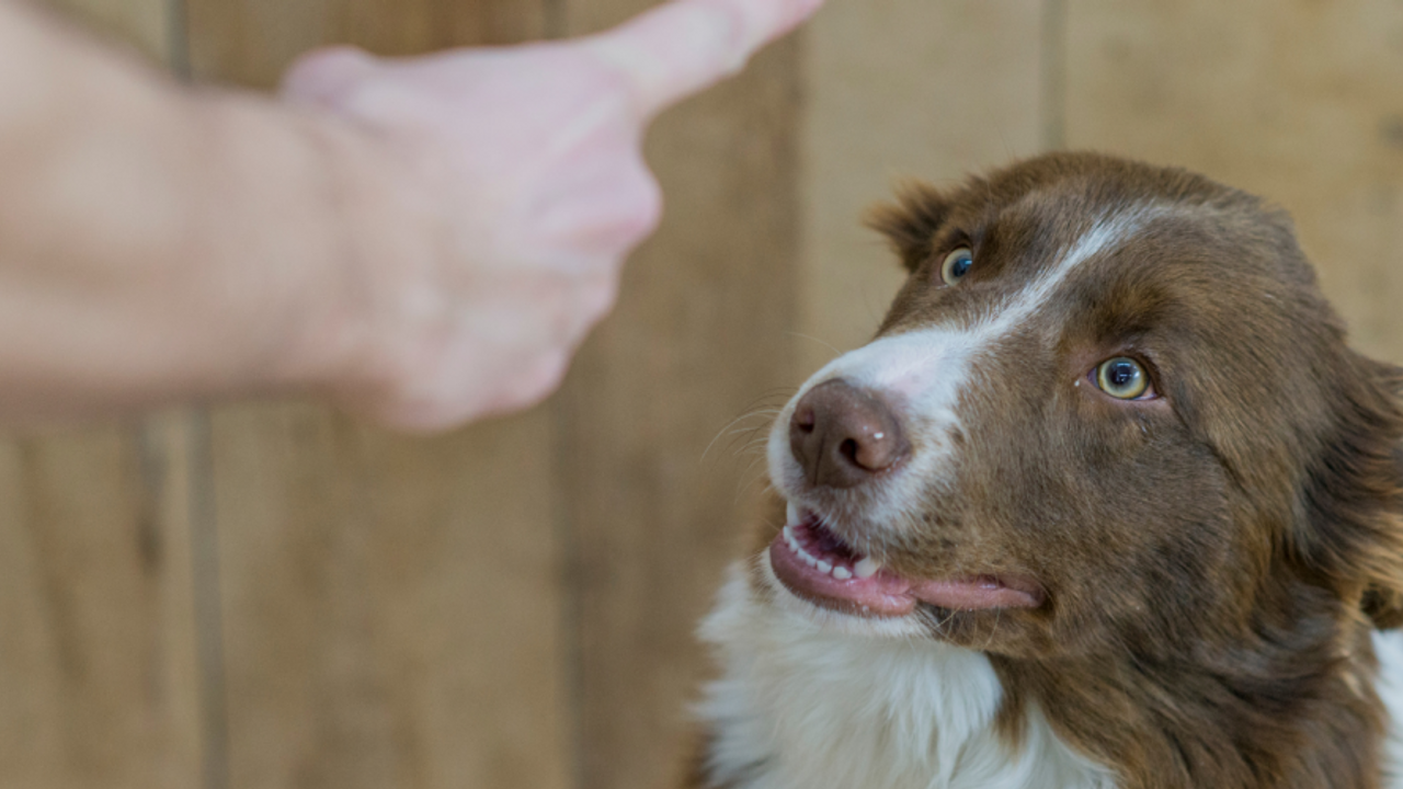 what to do if your dog snaps at you