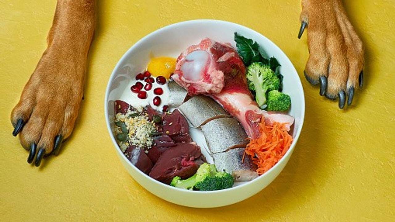 Dog's healthy dinner
