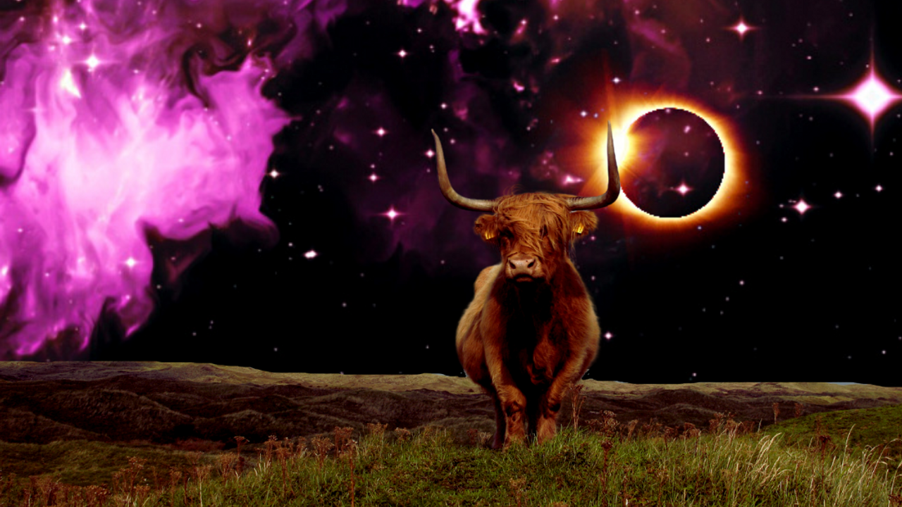 April 2022 Astro-Highlights. Brown bull standing in a field in front of an eclipse. There are pink stars and clouds in the dark night sky.