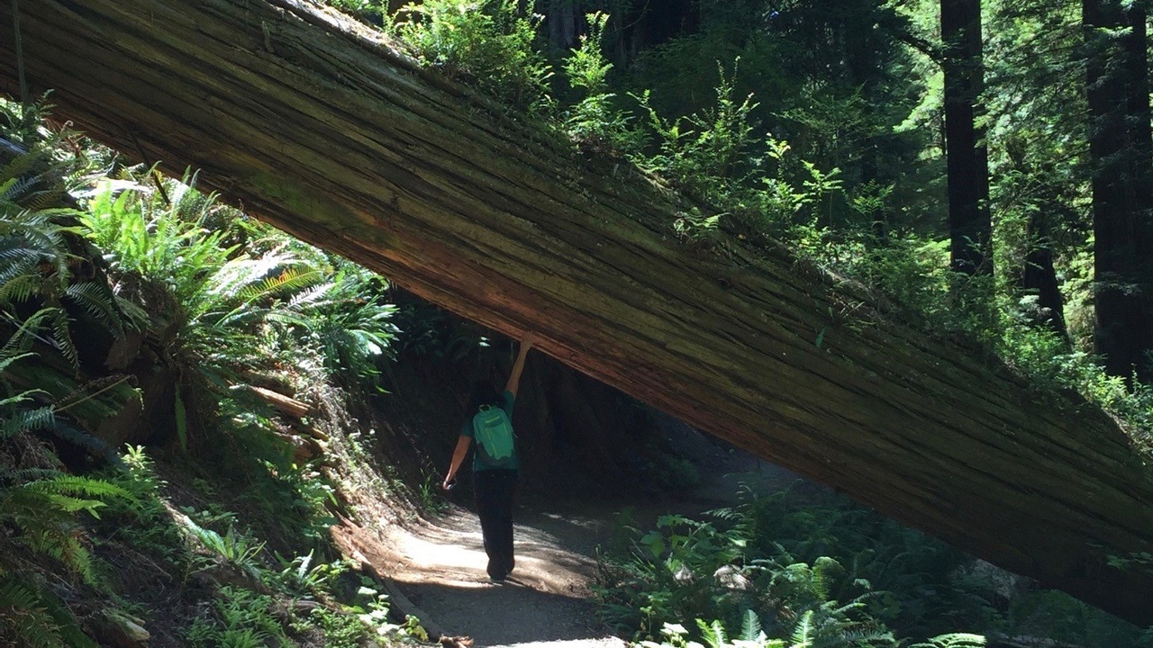 Large redwood fallen over a hiking trail and women touching it as she hikes under while experiencing joy.