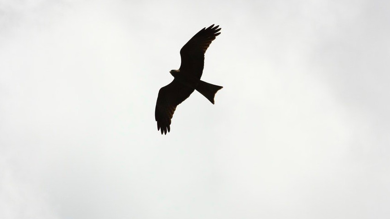 bird soaring in a background of cloudy sky