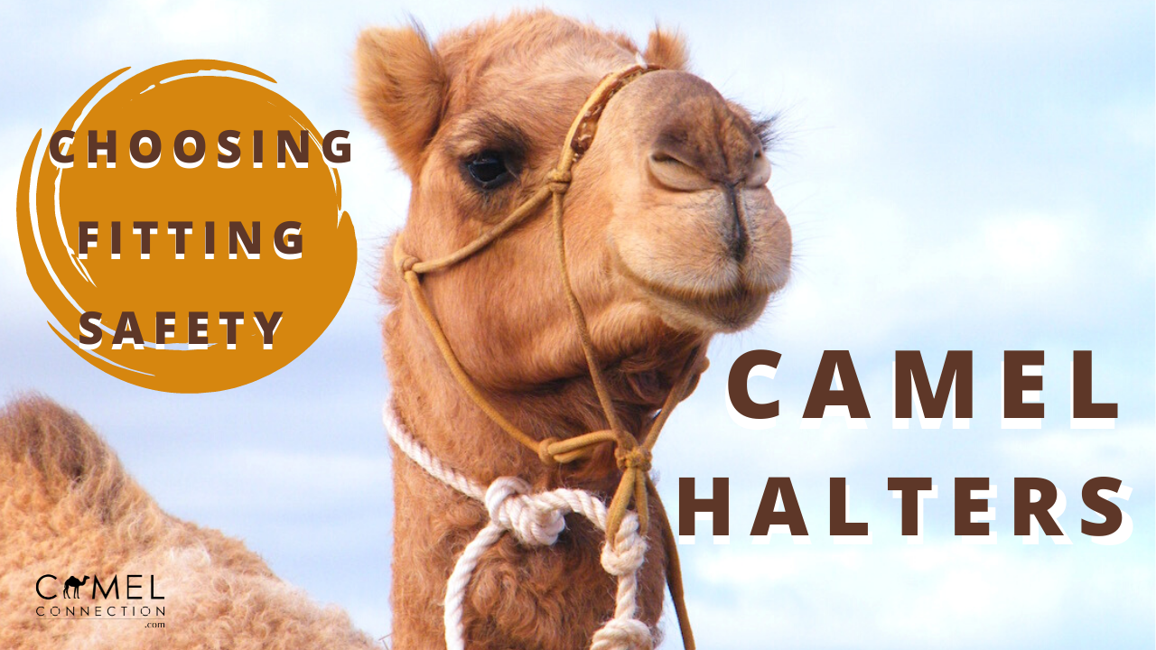 Camel Halters & Headstalls: Choosing, Fitting & Safety