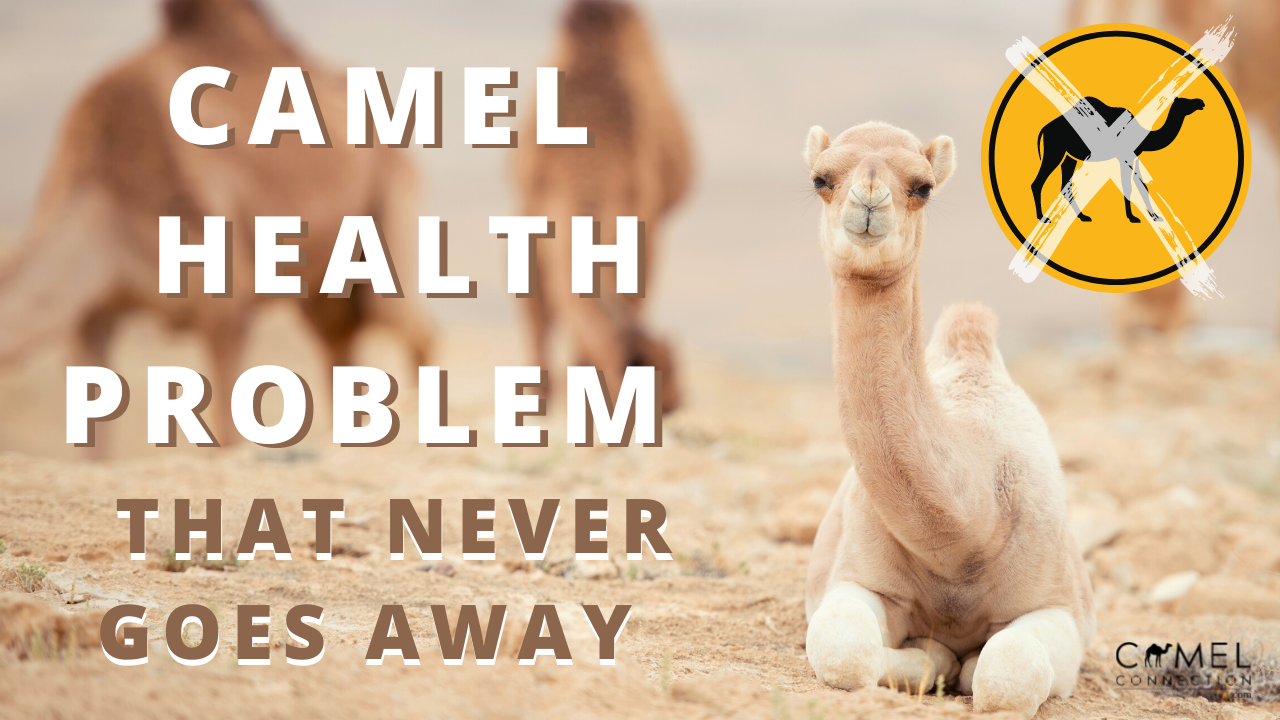 Camel Health Problem That Never Goes Away