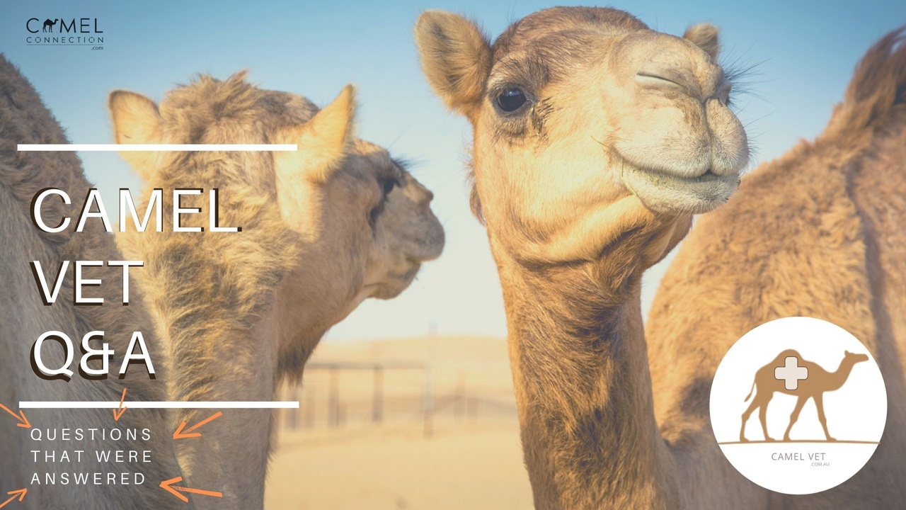 Camel Vet & Care Questions Answered