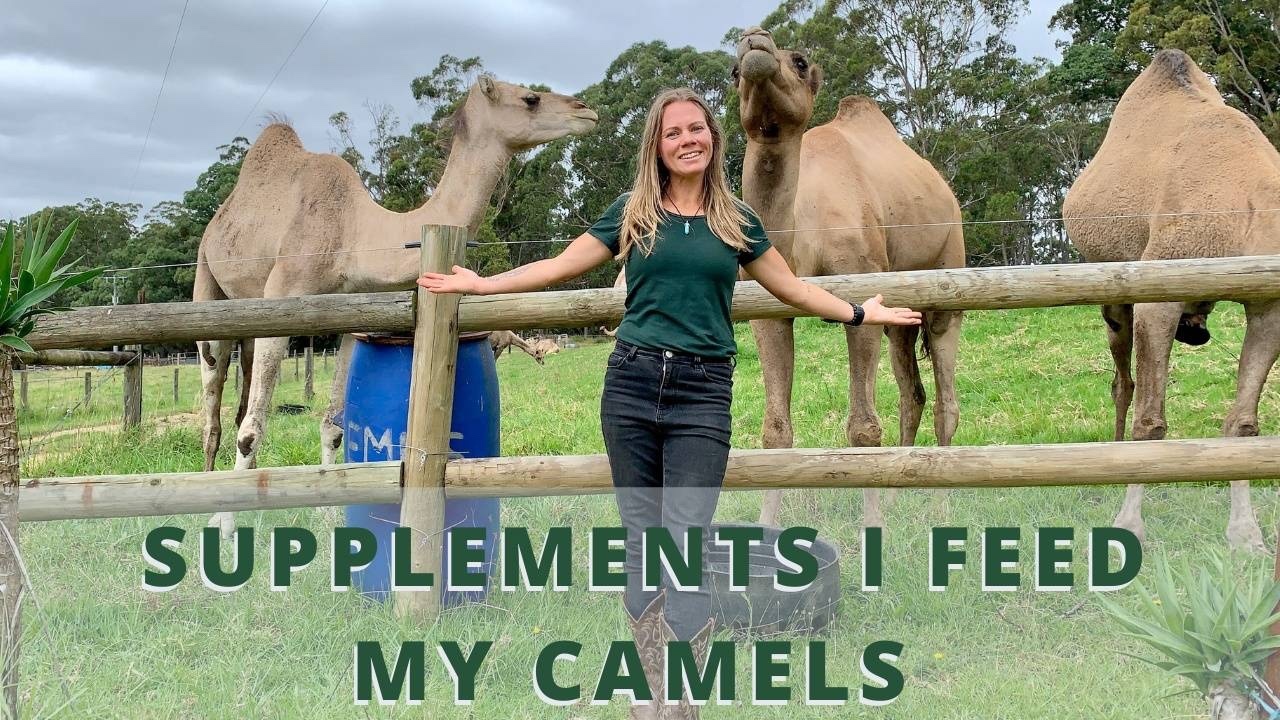 Camel care feeding husbandry supplements sick camel