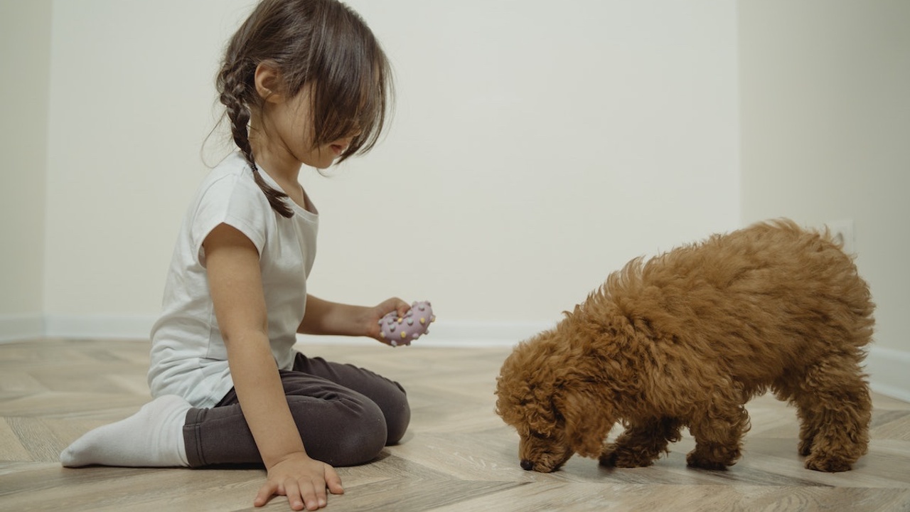 child feeding puppy