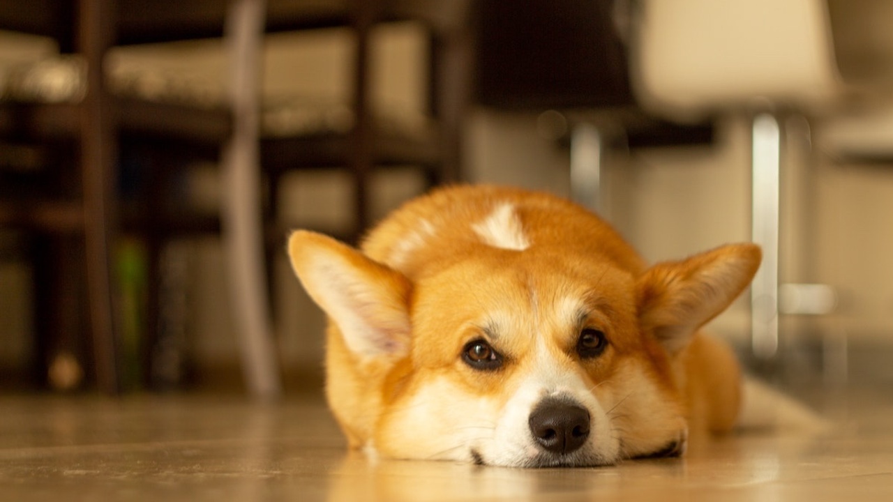 corgi dog lying on floor